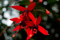 Impresionantes flores rojas en la Selva de Belouve Forest. Su ambiente forestal original y notable paisaje atraen a una gran público desde la creación de la pista forestal Bebour-Bélouve. En el futuro esto va a continuar una serie de bosque de producción Tamarin, la gasolina de alto valor económico y cultural y para el suministro local de calidad de la madera artesanías a largo plazo. La gestión de este proceso de producción también ayudará a seguir para dar la bienvenida al público, aumentar la biodiversidad y reducir el impacto en el paisaje de la silvicultura. Formación primaria se clasifica en dos reservas biológicas, donde el objetivo principal es la conservación y mejora del conocimiento de su funcionamiento. 