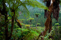 Bélouve Forest Forest. This impressive gorge 300 meters is considered one of the most beautiful canyons of the island. Through an unforgettable journey into the heart of the jungle, you will have an overview of the geological depression. A helicopter will allow you to enjoy it in all its glory. This walk is characterized by paths made ??from pieces of logs, fanjans and walkways to avoid walking through the mud. Throughout this trip, all your senses are awakened! From the car park follow the signs. From the gate, follow the foot of the house: the journey starts here. Cross the small ravine and join the path in the woods. Take the opportunity to make a detour of five minutes to admire the monkeys Queen: a tree of 300 years! The detour is worth it! Then return to the track and bridle path. To his left is the starting hole iron. At the intersection of the path of the Ecole Normale, go left: the gazebo is a fifteen minute walk. On site, you can admire a magnificent waterfall of 300 meters and you will see the start of the throat arm Cave. To return, go back to the junction and turn left on Normal School Road consists of wooden walkways. Then go back to the forest track that will take you back to the starting point of the trek.