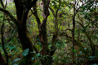 Selva de Belouve Forest. El bosque de Bélouve encabeza lo más alto de la isla de La Reunión, departamento francés de ultramar en el mar Océano Índico. Ocupa una meseta colina fuera del anfiteatro natural ocupó la ciudad de Salazie en cuyo territorio se encuentra hoy. Se accede por un callejón sin salida que atraviesa el Bebour en o hacia el norte desde La Plaine-des-Palmistes por un importe sendero escarpado del islote de Hell-Bourg. Este es uno de los bosques de la reunión que produce madera de alta tamarindo se utiliza en carpintería.