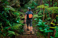 Nicolas Cyprien. Trekking en la Selva primaria de Belouve Forest. Este es el bosque primario, con una flora es similar a Madagascar, África del Este, y también un poco como Asia y Oceanía. Mantenido por O. N.F. este es un bosque típico se compone de varias especies, ninguno de los cuales realmente domina. Hay los Fanjans, helechos arborescentes (cuya forma se asemeja a un árbol) que pueden llegar a casi 10 metros de altura a la edad de 100 años. Su tamaño es muy impresionante, los troncos de helechos arborescentes se utilizan a menudo como macetas son ideales para el cultivo de flores en general, epífitas, en particular y sobre todo orquídeas. De hecho, son huecas, operativo raíces dentro del maletero. Ellos no atrapan el agua mientras se mantiene la humedad adecuada, y permitir la penetración de raíces epífitas. Sin embargo, las grandes personas son cada vez más raras debido a la caza furtiva de la fauna que existe en estos lugares, obligando a las autoridades para vigilar las idas y venidas de los turistas y para asegurarse de que no llevan consigo algunos ejemplares recuerdan. Bélouve es también famoso por su bosque de tamarindos. Es una especie de acacias endémicas (es decir, su distribución geográfica es muy localizado) que miden entre 7 y 12 metros de altura y cuyos troncos están retorcidos y doblados. 