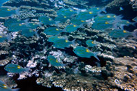 Excelsul Diving Club. Submarinisme a Reunion. Diversitat geogràfica: A la costa oest, una llacuna amb un escull de corall natural. Vostè serà capaç de bussejar al costat d'aquest escull per descobrir una gran varietat de fauna i flora. En aquest costat de la illa, les condicions climàtiques són excel · lents durant tot l'any i la temperatura de l'aigua varia entre 24 ° a 30 ° C (75 ° a 86 ° F). La visibilitat és excepcional. A la costa aquest no hi ha esculls de corall, però trobareu els fluxos de lava belles i molt vell. En aquest cas, és possible que no sigui capaç de submergir tan fàcilment com en l'altra costa, ja que part de l'illa és molt més ventós i plujós, però encara hi ha alguns fantàstic i potser una mica més immersions físiques per gaudir. Els esculls de corall: Des principiants fins bussos qualificats, de la costa de St Paul a St Leu ofereix moltes possibilitats. Et submergiràs en el costat extern de l'escull i vostè serà capaç d'admirar la rica vida que ha d'oferir. Tot tipus de corall: el corall de foc, coral suau, coral negre, corall vermell ... gorgònia. Això és només per a la flora. La fauna és tan diversa: morenes, llagostes, cloïsses, peixos pallasso, tortugues, piquen ray ... un enorme tanc de peixos vius. Els penya-segats submarins: En la costa aquest, el més ventós un, els penya-segats submarins són nombroses i variades.