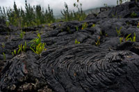 Renta de les últimes erupcions acumulades a l'Est de l'illa de Reunió en la zona de Le Grand Brulé. The Grand Brûlé és la part costanera de l'última caldera formada pel Piton de la Fournaise, el volcà actiu a l'illa de la Reunió. La zona limita amb l'Oceà Índic s'ha concedit el barri est de la caixa, de manera que Fouqué sud-est de la ciutat de Sainte-Rose i el nord-est de Saint-Philippe. Vessants aigües avall dels grans, que està delimitada per la paret de Bois Blanc al nord i al sud de Tremblet. El bosc cobreix l'àrea es diu Bosc Nacional de Grand Brûlé. Travessada per la carretera nacional 2, que està gairebé al voltant del departament d'ultramar, que una vegada va ser la llar de la Verge paraigua que ara hi ha prop de Notre-Dame des Rentis Piton Sainte-Rose des que es va mudar a l'erupció dels estalvis d'abril de 2007. També hi havia un ocell anomenat Symbiosis i el volcà fins que estigui coberta per la mateixa escultura erupció de lava. Després de cada erupció, la zona va ser poblada per un gran nombre de plantes, incloent la paret de fusta i l'estrella de Betlem, sinó també Ardisia crenata, Benthamia spiralis Blechnum tabulare, Clidemia hirta, Crotalaria berteroana, Dicranopteris linearis Heterotis decumbens, Lantana trifolia , Machaerina iridifolia, Nephrolepis abrupta, Otacanthus caeruleus Phyllanthus urinària Pityrogramma callomelanos, Psilotum nudum, Schinus therebenthifolius Smilax anceps, Spathiglottis plicata Sphaerostephanos Unitus, Stereocaulon vulcanització, Trema orientalis i Tristemma mauritianum. El bosc és un bosc d'Holanda de color fusta.