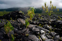 Grand Brûlé, is the coastal part of the last caldera formed by the Piton de la Fournaise, the active volcano on the island of La Reunion. This area designates the eastern slope of the Piton de la Fournaise is bounded by the Rempart du Tremblet in the south and the Rempart de Bois-Blanc in the north. Several generations of eruption ejecta have poured here, often all the way to the sea. The spaces have been set on the side of the road where you can admire these impressive cooled magma flows fall into the ocean.