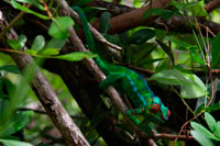 La isla Reunión es el hogar de gran variedad de aves endémicas. El mayor animal terrestre nativo que sobrevive en la actualidad, es el Furcifer pardalis; es decir, el camaleón pantera. Gran parte de la costa occidental de la isla está rodeada por un arrecife de coral con gran riqueza faunística. Los pescadores de la zona utilizan para la pesca de tiburones, a perros y gatos vivos como cebo. Esta práctica esta prohibida, y se multa con 1.000 euros para la primera inculpación y 200 euros para las siguientes.