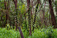 Plantaciones de orquídeas bourbon. La Vainilla son las vainas de una planta lianosa de tallos trepadores. Las vainas están repletas de semillas. Pertenece a la familia de las Orquídeas. Necesita de climas tropicales y húmedos para crecer. Para conseguir la vainilla, deben coger estas vainas cuando están todavía verdes y se dejan fermentar, luego se exponen al sol durante 2 días y luego se guardan en unos baúles 7 meses, en un sitio bien ventilado. De esta forma consiguen ese sabor, ese aroma y su color marrón.  Es originaria de México. Los aztecas ya la utilizaban para endulzar el chocolate. Tras el descubirimiento de América, fue traída a España por los colonizadores, así como el chocolate. Los pasteleros españoles empezaron a utilizar la vainilla, para aromatizar los pasteles, helados, dulces, crema o natillas.... Los principales productores mundiales de la vainilla son: Madagascar, de las Comores y de la Reunión. Seguidos de México, Indonesia, Polinesia y las Antillas. 