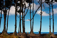 Palm trees in a giant volcanic arabe ou Les Puits volcanique garden near St. Philippe. An instructive tour of the coast of the table ahead of Tremblet. It begins in a place named Arab volcanic garden runs described panels cast 1986 and continues north to the tip of Tremblet. It is here that the great eruption in 2007 a ??foundry important to cut the road and expanded the island of 30 hectares.