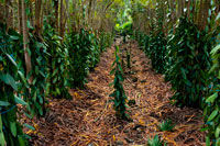 Campos cultivados con vainilla. La vainilla forma parte del patrimonio de Isla Reunión. De hecho, forma parte de su escudo. Aparece en él la expresión Florebo quocumque ferar (Floreceré allá donde me planten) , utilizado originalmente por la Compañía Francesa de las Indias Orientales y una liana de vainilla rodea el blasón.   La casa de la Vainilla se encuentra en Saint Andre, y permite al visitante descubrir la historia de la vainilla y conocer su cultuvo y transformación. Las plantaciones de vainilla son extensísimas en Isla Reunión, y el ambiente se impregna de su aroma. La vainilla revolucionó en parte la economía de Isla Reunión, sobre todo a partir de 1841, cuando un esclavo de la isla la polinizó manualmente. La vainilla, como podrá comprobar, forma parte importante de la gastronomía local.