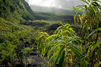 Piton volcanic zone along Sta Rose. The visit can begin meeting by the sea but, in any event, the tour of the beaches and the coastal cities can only be a slight taste of the wonders that are enclosed inside. And it is wrong those traveling to this island thinking they will find exquisite beaches. This is not a holiday comes to lying on the sand and in the shade of coconut trees. No beaches like these. In fact, only 30 of its 200 miles of coastline beaches are adequately protected by a coral reef. It is the resource, though, to enjoy the pleasures of fishing (swordfish, marlin, shark, etc..), A paradise for the practice of this activity. The best way to explore Meeting is driving on their roads to the coast and the interior. There are many companies active in tourist resorts and major cities. Organize visits and outdoor activities, such as the Route of the Volcanoes by Mafate circus, organized trekking.También ATV or hiking trail networks, water rafting trips, canyoning and flying helicopter ride volcanoes and canyons .