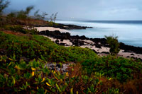 Plage de la souris chaude. The beach hot mouse is the main gay beach on the island of Reunion. It is located on the tip of the three basins, between Saint Gilles and Saint Leu. Access via a small road from the main road. The rocks and sand. Although nudism is practiced. is prohibited.