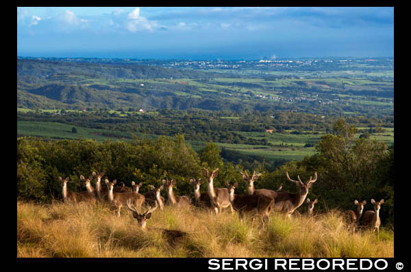 In the vicinity of Hotel Diana Dea Lodge Deer roam. Located 600 meters above sea level, overlooking Sainte-Anne, in the middle of a game reserve of 150 acres fenced. A true haven of peace surrounded by nature, the hotel has a beautiful view over the Indian Ocean. The architecture and materials include stone and wood. The rooms are cozy and have terraces or balconies covered with 180 °. 24 classic rooms, 5 "privilege" "rooms" and a suite. Guests can enjoy the library, a bar and a main lounge with large central fireplace, a terrace, ... a restaurant, a conference room and a spa. Heated pool, pool table, two hiking trails. Directions: Coming from Saint-Benoît, turn right on Saint-Anne. After church and bridge, Chemin become Morange. At the end of the road turn along Cambourg Road and drive a few hundred meters, turn right towards the Piton Armand and continue from one sign to another until you reach the entrance to the estate.