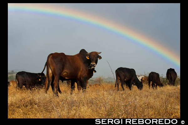 Sunset with rainbow background. Some cows grazing on the plain. Surrounded by the vastness of the Indian Ocean, Reunion Island offers a variety of landscapes. At each altitude of his monumental relief, the island changed its face and surprises us with jagged peaks, deep gorges and precipices, forests dripping with waterfalls and large lunar plains. Its peculiar relief is the result of two successive volcanic eruptions and after centuries of erosion and subsidence, lush sculpted three circuses: Mafate, Salazie and Cilaos. The other major volcanic massif, the Piton de la Fournaise, has created a desert landscape with its periodic eruptions impressive day and night like fireworks. A tour at your leisure by a fascinating island. The towering mountains and gorges make Reunion island a paradise for lovers of trekking and hiking but tropical hue of its sandy beaches. Unpublished landscapes and enjoy the great hospitality of the locals.