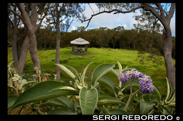 Maido viewpoint. The Maïdo is located in the mountains of San Pablo, and is home to one of the most spectacular views of the island during the Cirque Mafate and much of the west coast. The ride there is a good outing in itself, as the drive takes you through one of the beautiful forest of tamarind trees in Reunion. The Maïdo also a starting point for hikes leading to Mafate excellent and also to the Grand Bénare, third highest peak of the island, at an altitude of 2898m.