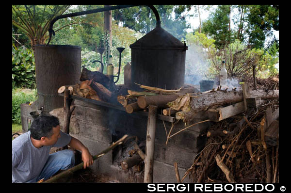 Destilería de perfumes en el pequeño pueblo de Petit France. Chez Isabel, lugar donde se cultivan geranios para la producción de perfumes aromáticos. Ubicación: La Petite France se encuentra en el piton ruta turística  Maïdo 8 Forest Road, a 15 kilómetros al este de St. Paul.    Pueblo de media altura Pacífica, Petite France es conocida por su  plantar geranios. Su economía se basa en la destilería  plantas aromáticas, así como el turismo, los negocios disfrutan de su  participación etiquetas criollos Villages.    Historia: La Petite France está causando una propiedad Ker Anval,  abuelo de la familia Lougnon. Sr. Ker Anval edificó su casa  medio de la selva. El ambiente era el de Francia, todo creció bien,  y amigos que había exclamado, pero es un poco de Francia, donde  su nombre. El bosque estaba entonces compuesto por madera de color: Tan Red  Trenzas, hierro madera ...    Alrededor de 1920, fue el apogeo del geranio cayó sobre el bosque  geranio, que sigue siendo el principal cultivo de Petit Francia y  darle lo paisaje tan característico de árboles de acacia se utiliza para mantener  casas alambiques para destilación. Estos árboles crecen muy rápido y  alternando con geranio permitir la tierra se regenere, porque la  geranios tanto agotado.    En el pueblo unos artesanos cortaron la tubería que se debe en gran  cantidad en la carretera Maïdo. El tubo es la única de bambú nativo  Reunión, es endémica y rara vez las flores. El tubo era mucho  utilizada en el momento de la construcción de chozas y cabañas.    La población de la Petite France se compone principalmente de los agricultores  Geranio. Los Mafatais en muchos decidieron establecerse allí después  dejando el circo.    Con la llegada de nuevas familias de plantadores de geranio son problemas  la participación en servicios religiosos y la escolarización de los niños. En efecto  residentes deben viajar a Guillaume, pero de una manera muy  malas condiciones. Lougnon la familia decide ofrecer un motivo de  municipio para la construcción de una escuela primaria, y una en la diócesis para ser  establecer una capilla católica.    La capilla fue construida en 1955 por Jean y Jacques Lougnon, ayudado colonos que trabajan en su propiedad. La pequeña capilla  Francia rectangular, cubierta con un tejado a dos aguas está construido con piedras de basalto, de barrancos alrededor  y cortar en el hotel adjunto a la cal.    Descubra:  - Sabores inusuales, restaurantes donde se puede disfrutar de un ambiente agradable criolla, curry Leña,  especialidades de geranio o tortas criollas.  - Destilerías, con la preparación de un geranio cocido.  - Un parque de atracciones: luge, potros, tiro con arco, situado en una vegetación natural y exuberante.  - El parque de aventura en los árboles, un campo de diversión con vistas al mar