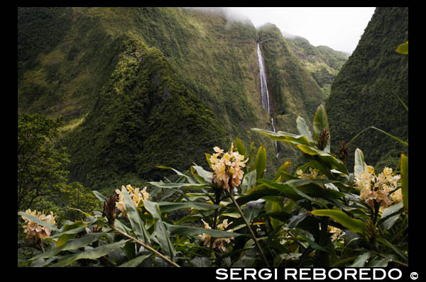 BLANCHE CASCADE, the most famous waterfall in Reunion Island .. This waterfall has 4 successive steps down a wall on the steep green valley Bras Caverne Canyon River. French topographic maps compared with aerial photographs clearly show a fall well above the 500 meters, our feeling is of 640 meters is about accurate as cataracts start in the 840 meters contour and depleted in the 200m contour slightly above the point where the water from the ravine of Blanche in the waters of the Bras de Caverne. The highest drop alone is a clear 400 meters waterfall ponytail that stands in stark contrast to the deep green of the forest adorned cliff face. HISTORY AND NAMES AKA: The Waterfall Ravine Blanche Blanche, Cascade is the official name of the cascading falls are appointed by the stream in which they exist. OUR THOUGHTS This is one of the most famous waterfalls of the island of Reunion. The falls drop by the slopes of the river valley Bras Caverne in four steps. At first, we were lead to believe the total drop of the falls was in the range of 400 meters, however, recent evidence points to just the first drop is 400 meters by itself, with the total height easily breaking 600 meters (although we not 't know how much exactly). We have estimated the falls at 2100 feet, but there are some advertisements that surround the Internet that indicate the falls can be of the order of 800 meters. The falls seem to be in a relatively small drain, but during the rainy season, which is pretty impressive, and can be very powerful.