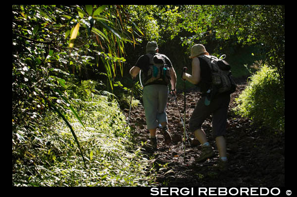 Treking alrededor del lago Grand Etang. Point de vue sur grand etang.  Curso: Caminata corta Hora: 3:00 h Distancia: 8 km (ida / vuelta) Consejos: Proporcionar zapatos y ropa para la lluvia Acceso:. "Casa Servaux" Partes de la RN 3 (idealmente el estacionamiento de la "pirámide"), el viaje comienza con la antigua carretera nacional entonces seguimos hasta el sitio de la antigua  Una vez que llegamos en un buen camino hasta el secador de Barranco. Un cruce de la secadora Barranco logra antigua planicie agrícola Campo Head. Cuando la temporada es adecuada, guayaba degustación en los bordes de la pista es posible. Además, las plantas de té recuerdan el Bourbon Tea tiempo, sino también del proyecto del jardín agro-turismo. Ya es hora de subir a la Morne de l'Etang. 200 metros de desnivel para viajar con bastante rapidez. No se necesita mucho tiempo para llegar al mirador que ofrece una hermosa vista del lago a los pies de la costa este. Tras el descanso, el regreso es tan agradable como el go. La situación en el balcón de Grand Etang es el principal interés de este breve caminata. Ben More lecturas paisajes, hasta el pueblo de La Plaine des Palmistes luego al mar, la riqueza botánica de la zona es el interés de todo el recorrido.