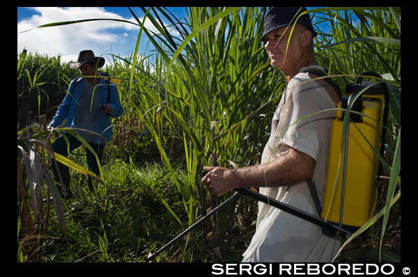 Fumigación de campos de caña de azúcar cerca de la carretera de Cambopurg. El azúcar de caña es el principal cultivo y producto exportado de esta isla. Su unidad monetaria es el euro desde el año 2002 y hasta ahora. Anteriormente se utilizó el franco francés desde 1973, año en el cual la divisa del país galo sustituyó al franco de Reunión. La Reunión depende de la importación de comida y de energía. Además, el desempleo representa un serio problema. Su Producto Interno Bruto por habitante es considerablemente inferior al de Francia continental. Por ello se beneficia de los fondos estructurales que otorga la Unión Europea a las zonas económicas menos favorecidas. A fecha del 2010 tenía la tasa de paro más alta de la Unión Europea, con el 28,9%