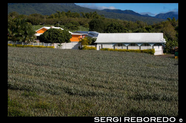 Campos de piñas situados a lo largo de la carretera de Cambopurg. La piña Victoria de Reunion está considerada una de las mejores del mundo. La palabra se deriva de la piña nana, lo que significa fragante en la lengua hablada por los indios guaraníes, los nativos de Paraguay. Los españoles llamaron a esta fruta piña porque se parece a un cono de pino. El idioma Inglés ha mantenido la referencia y designar a la piña. Monocot planta Ananas comosus pertenece a la familia de las bromelias. Piña crece a partir de un sistema radicular muy superficial y frágil (root). Se encuentra sobre todo en los primeros 15 cm del suelo. La planta se caracteriza por una gran roseta de carnosos, a veces espinoso, el más joven en el casco antiguo y se va fuera. Con la excepción de las hojas más jóvenes, todas las hojas de piña son en forma de canalón. En la cara inferior de las hojas, hay una recuperación escamosas que permite la absorción de sales minerales disueltos en la misma agua y. La inflorescencia en la mazorca, eje grueso, aparece a partir de la yema terminal del tallo, que aparece en el centro de la roseta de hojas. En esta inflorescense Hay poco más de 8 flores abiertas al mismo tiempo. por lo tanto, la floración dura de 20 a 30 días, como todas las flores no se abren al mismo tiempo. Las flores son hermafroditas y autostérieles. La flor tiene tres sépalos y tres pétalos, seis estambres, un ovario con tres cajas cubiertas con un estilo delgado con un estigma en tres ramas. El ovario contiene también tres glándulas néctar que conducen a la base del estilo. Cada flor tiene una bráctea subyacente. Después de la floración, pétalos, estambres y el estilo se marchitan. Todas las demás partes de la flor crecerán para formar una frutos partenocárpicos. Todos estos frutos individuales colocados lado a lado forman la carne de la piña mientras que el eje de la inflorescencia forma el corazón. La piña es una fruta falsa es un fruto compuesto llamado sincárpico. En el exterior de la fruta de la piña, hay un gran número de ojos que corresponden a los extremos de las brácteas y sépalos. Hay muchos ojos como frutas individuales. En la parte superior de la fruta desarrolla una copa. La piña es una planta de la fruta que da una única de 12 a 15 meses después de la siembra. La planta produce retoños que se utilizarán para las nuevas plantaciones. Por lo tanto, debemos permitir que 2 años entre las producciones de piña en la misma parcela. La piña es una planta tropical que no tolera temperaturas inferiores a 10 ° C. Las temperaturas Hay muchas variedades, el mercado de la piña del mundo se basa en un pequeño número de ellos que son el Cayenne, rojo español, la Reina y Abacaxi. Una Reunión y Mauricio, se cultivan reina Victoria (o Victoria), una pequeña fruta con pulpa suave, amarillo y hojas espinosas muy dulces, brillantes. Se considera la mejor piña. La piña se introdujo en Bourbon (Reunión) en 1668.