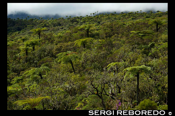 Vegetation in the approach to the volcano Piton de la Fournaise volcano, also known as smelling of vanilla. In a very distant islands had a great mountain that God had created the village. This was "the god of the volcano." In this strange island called fournaise was a snake, had the peculiar feature of leaving behind a smell like vanilla that made everyone in the vicinity to calm down. The people of this village learned to use this power, which it began to be the new idol of the village and the god of the volcano began to feel jealous. The people of the village was primitive, knew not communicate, nor were clever, but still had religious beliefs. The god of the volcano was very angry with the village and took it out on them making the mountain became a volcano. But the village did not know that the snake had also been created by the god of the volcano so the snake would also be affected. The serpent approaches the volcano to defend but tripped and fell into the crater. Since then people have called this volcano 'Piton de la Fournaise ", also called" The volcano that smells like vanilla. "