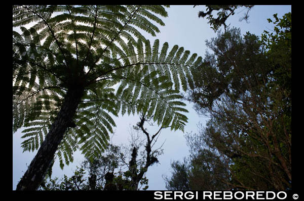 Fern trees Bélouve Jungle Forest. Ferns are almost universally known, are a typical plant of the home, and in many forests. But some of these cousins ??are the tree ferns or tree ferns. Some of the strangest plants, not only in form but because they could say they are almost "living fossils". The scientific name is Cyatheales, an order that is divided into two main families are Dicksoniaceae and Cyatheaceae. Unlike their cousins??, these ferns grow with a trunk, not bushy. They are lush, and the foliage grows tall. They can reach 15 feet high. If you look, at first glance may seem palms, but are very different. The trunk is not like typical trees, which are the re reproduce with flowers and fruits. There are new fabrics, rings, as they grow. By contrast the trunk comprises roots that expand as the tree fern grows. Not often reach ages over 20 years. As ferns shrubs, these spores are reproduced, one of the most primitive forms of reproduction. They often grow in subtropical areas of Australia, New Zealand and other islands of Oceania. Of course also grow on the island of Reunion. Only one genus grows in Europe, the Culcita. They are very old, as it originated in the Jurassic period, almost 200 million years.