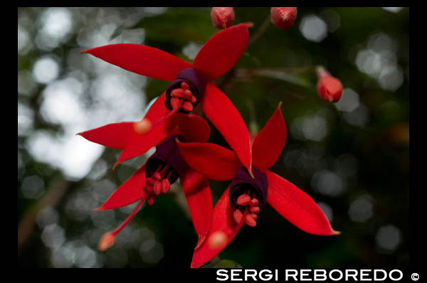 Impresionantes flores rojas en la Selva de Belouve Forest. Su ambiente forestal original y notable paisaje atraen a una gran público desde la creación de la pista forestal Bebour-Bélouve. En el futuro esto va a continuar una serie de bosque de producción Tamarin, la gasolina de alto valor económico y cultural y para el suministro local de calidad de la madera artesanías a largo plazo. La gestión de este proceso de producción también ayudará a seguir para dar la bienvenida al público, aumentar la biodiversidad y reducir el impacto en el paisaje de la silvicultura. Formación primaria se clasifica en dos reservas biológicas, donde el objetivo principal es la conservación y mejora del conocimiento de su funcionamiento. 