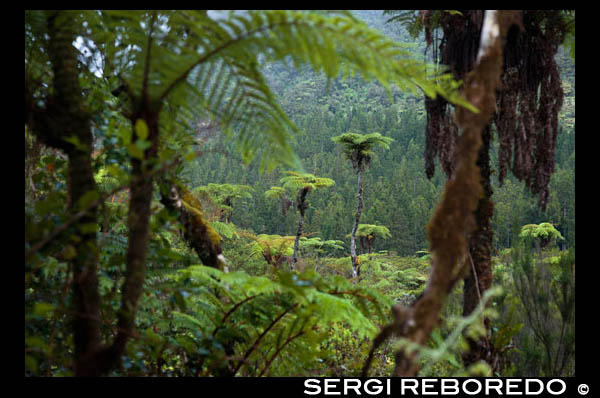 Selva de Bélouve Forest. El bosc de Bélouve encapçala el més alt de la illa de Reunió, departament francès d'ultramar al mar Oceà Índic. Ocupa un altiplà turó fora de l'amfiteatre natural ocupar la ciutat de Salazie en el territori es troba avui. S'accedeix per un carreró sense sortida que travessa el Bebour en o cap al nord des de La Plaine-des-Palmistes per un import senda escarpada de l'illot de Hell-Bourg. Aquest és un dels boscos de la reunió que produeix fusta d'alta tamarinde s'utilitza en fusteria.