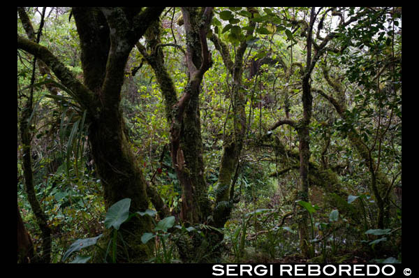 Bélouve Forest Forest. This impressive gorge 300 meters is considered one of the most beautiful canyons of the island. Through an unforgettable journey into the heart of the jungle, you will have an overview of the geological depression. A helicopter will allow you to enjoy it in all its glory. This walk is characterized by paths made ??from pieces of logs, fanjans and walkways to avoid walking through the mud. Throughout this trip, all your senses are awakened! From the car park follow the signs. From the gate, follow the foot of the house: the journey starts here. Cross the small ravine and join the path in the woods. Take the opportunity to make a detour of five minutes to admire the monkeys Queen: a tree of 300 years! The detour is worth it! Then return to the track and bridle path. To his left is the starting hole iron. At the intersection of the path of the Ecole Normale, go left: the gazebo is a fifteen minute walk. On site, you can admire a magnificent waterfall of 300 meters and you will see the start of the throat arm Cave. To return, go back to the junction and turn left on Normal School Road consists of wooden walkways. Then go back to the forest track that will take you back to the starting point of the trek.