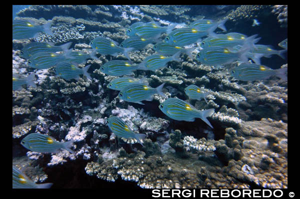 Excelsul Diving Club. Submarinisme a Reunion. Diversitat geogràfica: A la costa oest, una llacuna amb un escull de corall natural. Vostè serà capaç de bussejar al costat d'aquest escull per descobrir una gran varietat de fauna i flora. En aquest costat de la illa, les condicions climàtiques són excel · lents durant tot l'any i la temperatura de l'aigua varia entre 24 ° a 30 ° C (75 ° a 86 ° F). La visibilitat és excepcional. A la costa aquest no hi ha esculls de corall, però trobareu els fluxos de lava belles i molt vell. En aquest cas, és possible que no sigui capaç de submergir tan fàcilment com en l'altra costa, ja que part de l'illa és molt més ventós i plujós, però encara hi ha alguns fantàstic i potser una mica més immersions físiques per gaudir. Els esculls de corall: Des principiants fins bussos qualificats, de la costa de St Paul a St Leu ofereix moltes possibilitats. Et submergiràs en el costat extern de l'escull i vostè serà capaç d'admirar la rica vida que ha d'oferir. Tot tipus de corall: el corall de foc, coral suau, coral negre, corall vermell ... gorgònia. Això és només per a la flora. La fauna és tan diversa: morenes, llagostes, cloïsses, peixos pallasso, tortugues, piquen ray ... un enorme tanc de peixos vius. Els penya-segats submarins: En la costa aquest, el més ventós un, els penya-segats submarins són nombroses i variades. Les profunditats van des de 15 fins a 40 metres, vostè es sorprendrà de com clara és l'aigua. En bussejar es trobarà amb una gran quantitat de peixos: pagres, peixos ratpenat i surgeonfish ... Vostè podria no no deixar-se seduir per les immersions que s'ofereixen a l'illa de la Reunió. Les coves submarines: Hi ha un bon nombre d'ells, deixant al descobert els noms exòtics com: Le pain de sucre, la Cheminée, els trois faya de ... Són immersions excepcionals, la llum juga en ells el transportarà a un món completament diferent. Vostè s'anirà de sorpresa en sorpresa a la següent, el món sota l'aigua no deixarà de sorprendre. Els naufragis: A alguns d'ells: l'EIS Siang, La Navarra, La Barge. Aquests llocs pacífics són una delícia per als ulls, les restes ara habitades per la flora i la fauna són un cop més vénen a la vida. El pelàgics: I per acabar bé la imatge, es pot arribar a bussejar amb balenes i dofins en certs períodes de l'any. Com es tracta, a partir de juliol, les balenes honrar amb la seva presència massiva, sinó que arriben a les costes de St Gilles per al nostre major plaer. Altres Pelagic hi són tot l'any per ser admirat: tonyina, barracuda, jack ... I, qui sap, fins i tot pot arribar a veure un tauró!