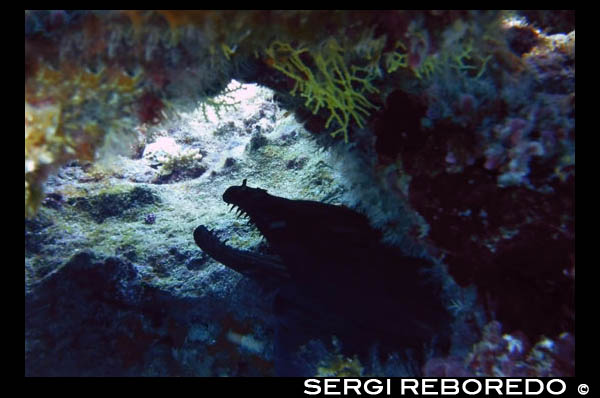 Excelsul Diving Club. Submarinisme a Reunion. Morenas. Un ambient càlid, aigua clara durant tot l'any, nombroses infraestructures equipades i variats llocs de busseig plens de peixos tropicals de colors, tot en trucades de Reunions per al busseig. Fes la teva estada sigui inoblidable oportunitat de presentar a bussejar! En bussejar sota les aigües de l'Oceà Índic, se sentirà com volar en aquest univers en tres dimensions i entrar en un món on la vida silvestre és més ric del que havia imaginat: els peixos pallasso, peixos trompeta, peixos àngel, peixos lloro, peixos cirurgià, peix ballesta, colorits corals, anèmones impressionant, però també tortugues, manta ratlles i dofins neden al llarg dels 25 km de llarg escull de coral, els molts desnivells, arcs i divisions que es concentren principalment en la pendent de l'escull de la costa oest, entre Sant Pau i Sant Pere. Però els bussos més experimentats també poden explorar les profunditats submarines de Ste Rose o fins i tot aventurar-se en els fluxos de lava sota l'aigua ...