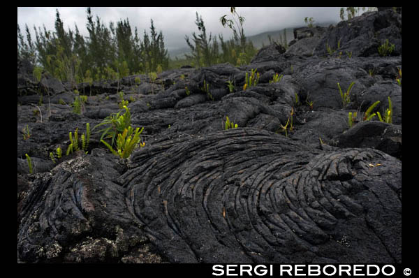 Lava eruptions in recent accumulated east of the island of Reunion in the Le Grand Brule. The Grand Brûlé is the coastal part of the last caldera formed by the Piton de la Fournaise, the active volcano on the island of La Reunion. The area borders the Indian Ocean has been granted the east section of the box, so Fouque southeast of the town of Sainte-Rose and northeast of Saint-Philippe. Downstream slopes of the great, which is bounded by the wall of Bois Blanc north and south of Tremblet. The forest covers the area called Grand Brûlé National Forest. Crossed by the National Highway 2, which is almost around the overseas department, which was once home to the Virgin umbrella there are now close to Notre-Dame des Laves Piton Sainte-Rose since moving to the eruption of savings April 2007. There was also a bird called Symbiosis and the volcano until it is covered by the same eruption of lava sculpture. After each eruption, the area was populated by a large number of plants, including timber wall and the star of Bethlehem, but also Ardisia crenata, Blechnum spiralis Benthamia tabulare, Clidemia hirta, Crotalaria berteroana Heterotis linearis Dicranopteris decumbens, Lantana trifolia , Machaerina iridifolia, Nephrolepis abrupt Pityrogramma Otacanthus callomelanos Phyllanthus urinaria caeruleus, Psilotum nudum, Schinus therebenthifolius Smilax anceps, Sphaerostephanos plicata Spathiglottis Unitus, Stereocaulon vulcanization, Trema orientalis and Tristemma mauritianum. The forest is a forest of wooden colored Holland.