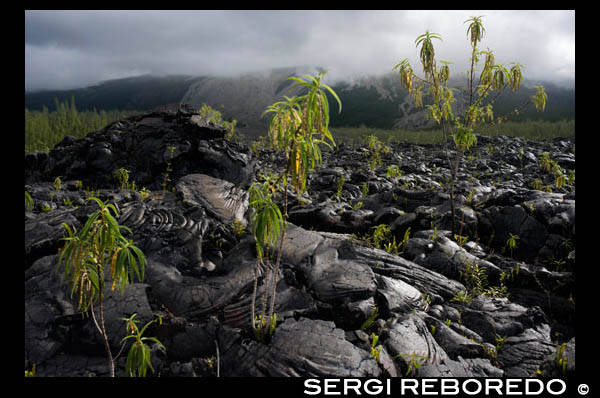 Grand Brûlé, is the coastal part of the last caldera formed by the Piton de la Fournaise, the active volcano on the island of La Reunion. This area designates the eastern slope of the Piton de la Fournaise is bounded by the Rempart du Tremblet in the south and the Rempart de Bois-Blanc in the north. Several generations of eruption ejecta have poured here, often all the way to the sea. The spaces have been set on the side of the road where you can admire these impressive cooled magma flows fall into the ocean.