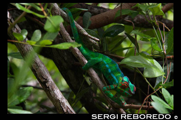 L'illa Reunió és la llar de gran varietat d'aus endèmiques. El major animal terrestre nadiu que sobreviu en l'actualitat, és el Furcifer pardalis, és a dir, el camaleó pantera. Gran part de la costa occidental de la illa està envoltada per un escull de coral amb gran riquesa faunística. Els pescadors de la zona utilitzen per a la pesca de taurons, a gossos i gats vius com a esquer. Aquesta pràctica està prohibida, i es multa amb 1.000 euros per a la primera inculpació i 200 euros per a les.