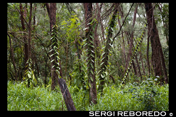 Plantaciones de orquídeas bourbon. La Vainilla son las vainas de una planta lianosa de tallos trepadores. Las vainas están repletas de semillas. Pertenece a la familia de las Orquídeas. Necesita de climas tropicales y húmedos para crecer. Para conseguir la vainilla, deben coger estas vainas cuando están todavía verdes y se dejan fermentar, luego se exponen al sol durante 2 días y luego se guardan en unos baúles 7 meses, en un sitio bien ventilado. De esta forma consiguen ese sabor, ese aroma y su color marrón.  Es originaria de México. Los aztecas ya la utilizaban para endulzar el chocolate. Tras el descubirimiento de América, fue traída a España por los colonizadores, así como el chocolate. Los pasteleros españoles empezaron a utilizar la vainilla, para aromatizar los pasteles, helados, dulces, crema o natillas.... Los principales productores mundiales de la vainilla son: Madagascar, de las Comores y de la Reunión. Seguidos de México, Indonesia, Polinesia y las Antillas. Clases de vainilla: de 100 especies de orquidea del genero vainilla, sólo se cultivan 3: Vainilla Pompona o vanillón: origen las Antillas. Vainilla Fragans o planifolia: origen México e Indonesia. Vainilla Bourbon: origen la Isla de la Reunión, llamada antiguamente Bourbon. También en Madagascar y Comores.Es el mejor de todos, en todos los aspectos. Vainilla Tahitensis: origen Tahiti. Tiene un peculiar sabor a anís y a pimienta. También es muy apreciado. Conservación de la Vainilla: Sea natural o artificial, se debe mantener en los envases de cristal herméticos y se deben guardar en un lugar fresco y seco. Utilización de la Vainilla en la Cocina: La vainilla natural tiene una larga duración y se pueden utilizar más de una vez. También se vende una vainilla arificial o sintética, que se llama vainillina, que viene presentada en polvo de color blanco, envasada en tarritos de cristal. En Europa la podemos encontrar en los comercios de las siguientes formas: la vainilla Bourbon, vainas de vainilla en polvo, azúcar avainillado con extracto natural de vainilla y extracto natural de vainilla. Propiedades medicinales de la Vainilla: Se le atribuyen propiedades digestivas, tranquilizantes, afrodisíacas y antipiréticas.