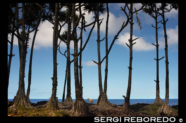 Palmeras gigantes en un entorno volcánico en Les puits arabe ou jardin volcanique cerca de St. Philippe. Una instructiva excursión por la costa del estado de la tabla a la vanguardia de Tremblet. Se inicia en un lugar llamado así árabe, corre los paneles jardín volcánicas describen la fundición de 1986 y continúa hacia el norte hasta la punta de Tremblet. Es aquí que la gran erupción en 2007 una fundición importante cortar la carretera y se amplió la isla de 30 hectáreas.