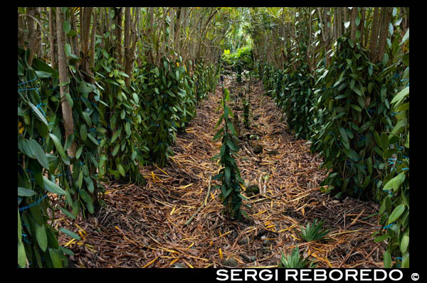 Campos cultivados con vainilla. La vainilla forma parte del patrimonio de Isla Reunión. De hecho, forma parte de su escudo. Aparece en él la expresión Florebo quocumque ferar (Floreceré allá donde me planten) , utilizado originalmente por la Compañía Francesa de las Indias Orientales y una liana de vainilla rodea el blasón.   La casa de la Vainilla se encuentra en Saint Andre, y permite al visitante descubrir la historia de la vainilla y conocer su cultuvo y transformación. Las plantaciones de vainilla son extensísimas en Isla Reunión, y el ambiente se impregna de su aroma. La vainilla revolucionó en parte la economía de Isla Reunión, sobre todo a partir de 1841, cuando un esclavo de la isla la polinizó manualmente. La vainilla, como podrá comprobar, forma parte importante de la gastronomía local.