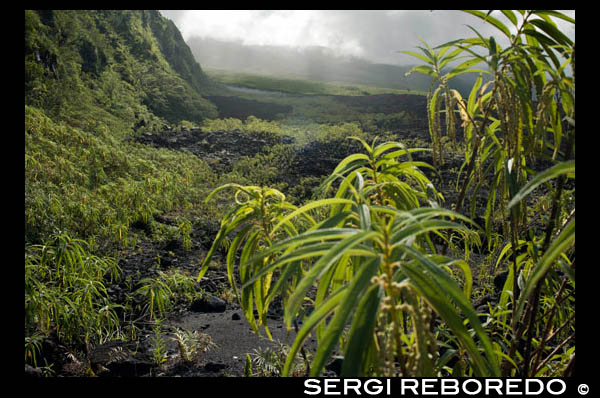 Piton volcanic zone along Sta Rose. The visit can begin meeting by the sea but, in any event, the tour of the beaches and the coastal cities can only be a slight taste of the wonders that are enclosed inside. And it is wrong those traveling to this island thinking they will find exquisite beaches. This is not a holiday comes to lying on the sand and in the shade of coconut trees. No beaches like these. In fact, only 30 of its 200 miles of coastline beaches are adequately protected by a coral reef. It is the resource, though, to enjoy the pleasures of fishing (swordfish, marlin, shark, etc..), A paradise for the practice of this activity. The best way to explore Meeting is driving on their roads to the coast and the interior. There are many companies active in tourist resorts and major cities. Organize visits and outdoor activities, such as the Route of the Volcanoes by Mafate circus, organized trekking.También ATV or hiking trail networks, water rafting trips, canyoning and flying helicopter ride volcanoes and canyons .