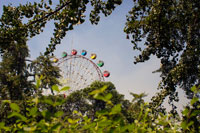 The Big Ferris Wheel at Shanghai Zoo.Shanghai Zoo is the main zoological garden in Changning District in the Chinese city of Shanghai. After half a century of development the Shanghai Zoo has become one of the best ecological gardens in Shanghai. The zoo houses and exhibits more than 6,000 animals, among which are 600 Chinese animals that include the giant panda, golden snub-nosed monkey, South China tiger, hoopoe, black bulbul, scimitar-horned oryx, great hornbills and Bactrian camels. Animals from other parts of the world include, the chimpanzee, giraffe, polar bear, kangaroo, gorilla, ring tailed lemur, common marmoset, spider monkey, african wild dog, olive baboon, mandrill, Canadian lynx and maned wolf. The zoo is constantly developing and improving the animal enclosures in order to provide better environments for the animals and a pleasurable experience for visitors.
