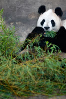 Giant Panda Bear in Shanghai, China. The panda (Ailuropoda melanoleuca, lit. "black and white cat-foot"; dàxióngm?o, also known as panda bear or the giant panda to distinguish it from the unrelated red panda, is a bear[3] native to south central China.[1] It is easily recognized by the large, distinctive black patches around its eyes, over the ears, and across its round body. Though it belongs to the order Carnivora, the panda's diet is over 99% bamboo. Pandas in the wild will occasionally eat other grasses, wild tubers, or even meat in the form of birds, rodents or carrion. In captivity, they may receive honey, eggs, fish, yams, shrub leaves, oranges, or bananas along with specially prepared food