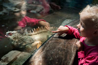 Una niña mira a través de un lagarto de cristal en el Zoológico de Shanghai. Zoológico de Shanghai es el principal zoológico en Changning Distrito en la ciudad china de Shangai. Después de medio siglo de desarrollo del Zoológico de Shanghai se ha convertido en uno de los mejores jardines ecológicos en Shanghai. El zoológico alberga y exhibe más de 6.000 animales, entre los que se encuentran 600 animales chinos que incluyen el panda gigante, el mono chato de oro, tigre del sur de China, la abubilla, ruiseñor negro, oryx cimitarra, grandes cálaos y camellos. Los animales procedentes de otras partes del mundo incluyen, el chimpancé, jirafa, oso polar, canguro, gorila, anillo de lémur de cola, tití común, el mono araña, perro salvaje africano, babuino de oliva, mandril, el lince canadiense y el aguará guazú. El zoológico está en constante desarrollo y mejora de los recintos de los animales con el fin de proporcionar un mejor ambiente para los animales y una experiencia placentera para los visitantes.