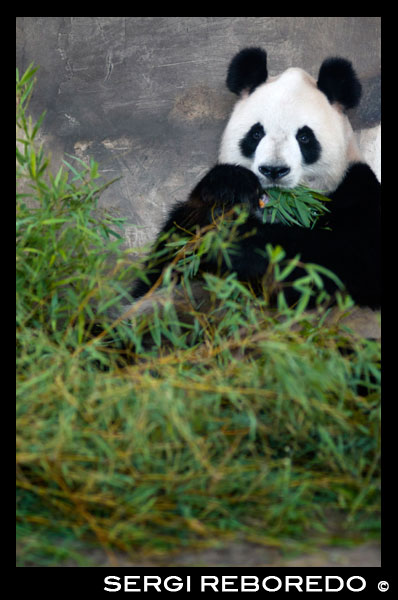 Ós de panda gegant a Xangai, Xina. El panda (Ailuropoda melanoleuca, lit. "gat-peu blanc i negre";? Dàxióngm o, també conegut com l'ós panda o el panda gegant, per distingir-la de la colla vermell no relacionat, és un ós [3] nativa a sud el centre de la Xina . [1] Es reconeix fàcilment pels pedaços negres grans, distintius voltant dels seus ulls, sobre les orelles, ia través del seu cos rodó. Encara que pertany a l'ordre dels carnívors, la dieta del panda és més del 99% de bambú. pandes en estat salvatge de tant en tant va a menjar altres herbes, tubercles silvestres, o fins i tot la carn en forma d'ocells, rosegadors o carronya. en captivitat, poden rebre la mel, ous, peixos, names, fulles d'arbustos, taronges o plàtans juntament amb menjar especialment preparada El gegant colla viu a les serralades pocs al centre de la Xina, principalment a la província de Sichuan, sinó també en Shaanxi i Gansu. Com a resultat de l'agricultura, la desforestació i el desenvolupament d'altres, el panda ha estat expulsat de les zones de terres baixes on una vegada va viure . El panda és una conservació de les espècies en perill confiada. Un informe de 2007 mostra 239 pandes que viuen en captivitat dins de Xina i altres 27 fora del país. Estimacions de població varien salvatges; una estimació mostra que hi ha prop de 1.590 persones que viuen a la natura, mentre que un estudi 2006 via anàlisi de la DNA estimava que aquesta xifra podria ser tan alt com 2.000 a 3.000. Alguns informes també mostren que el nombre de pandes en estat salvatge està en augment. No obstant això, la UICN no creu que hi hagi prou certesa encara per reclassificar l'espècie de En Perill a Vulnerable. Mentre que el drac ha servit sovint com a emblema nacional de la Xina, a nivell internacional el panda sembla almenys tan comunament. Com a tal, està sent àmpliament utilitzat a la Xina en contextos internacionals, per exemple, com una de les cinc mascotes Fuwa dels Jocs Olímpics de Beijing.