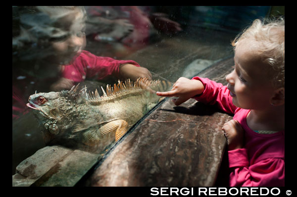 A little girl watches a lizard through glass in the Shanghai Zoo. Shanghai Zoo is the main zoological garden in Changning District in the Chinese city of Shanghai. After half a century of development the Shanghai Zoo has become one of the best ecological gardens in Shanghai. The zoo houses and exhibits more than 6,000 animals, among which are 600 Chinese animals that include the giant panda, golden snub-nosed monkey, South China tiger, hoopoe, black bulbul, scimitar-horned oryx, great hornbills and Bactrian camels. Animals from other parts of the world include, the chimpanzee, giraffe, polar bear, kangaroo, gorilla, ring tailed lemur, common marmoset, spider monkey, african wild dog, olive baboon, mandrill, Canadian lynx and maned wolf. The zoo is constantly developing and improving the animal enclosures in order to provide better environments for the animals and a pleasurable experience for visitors.  The original golf course design has been basically preserved. There are a total of 100,000 trees with nearly 600 species planted in the zoo. The green areas and lawns cover an area of 100,000 square meters. The zoo endeavors to create an ecologically-friendly environment for the animals - the 'Swan Lake' with its natural reed clumps and trees providing shade for pelicans, geese, black swans, night herons and other birds, is a perfect example of this.  The Shanghai Zoo provides areas for amusement and leisure, opportunities for visitors to increase their knowledge of the various animals and combines this with scientific and technical research to help people better understand and protect animals. Since the zoo was established it has been host to over 150,000,000 visitors  The aim of the Shanghai Zoo is to have visitors leave with a better understanding of and appreciation for the animals and their environment