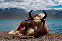 Un Iak als peus del llac Nam Tso. Namtso és reconegut com un dels llocs més bells de la serralada Nyainqentanglha. El iac (Bos mutus o Bos grunniens) és un bòvid de grans dimensions i pelatge llanós, nadiu de les muntanyes d'Àsia Central i l'Himàlaia, viu als altiplans estepàries i freds deserts del Tibet, Pamir i Karakorum, entre els 4000 i 6000 metres d'altitud, on es troba tant en estat salvatge com domèstic.