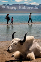 Un Iak als peus del llac Nam Tso. El Llac Nam o Namtso és un dels miralls d'aigua més bells del Tibet. Situat al districte de Damxung a Lhasa, aquesta situat a més de 4.700 metres d'altitud, està considerat entre els llacs més alts del mundo.Ocupa una superfície de prop de 2.000 km quadrats, envoltat de l'espectacular paisatge de muntanya de la Regió Autònoma del Tibet a la Xina. Al llac hi ha diverses illes i coves convertides en ermites que han estat durant segles el destí dels tibetans pelegrins.