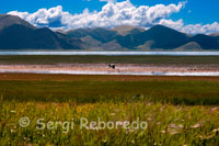 Camps de blat al Llac Yamdrok. Aquest llac és el més important de la Xina, i un dels tres majors llacs sagrats del Tibet. Té una superfície de 638 km ² i més de 72 km de llarg. El llac està envoltat de moltes muntanyes cobertes de neu i és alimentat per nombrosos rierols, encara que només té un emissari en el seu extrem occidental. Segons la mitologia local, el llac Yamdok Yumtso és la transformació d'una deessa. La commemoració del cinquanta aniversari de la fugida del Dalai Lama a l'Índia ha reiterat el debat públic sobre el present i futur de la presència xinesa al Tibet. La fugida del Dalai Lama va significar llavors (1959) el fracàs del compromís del govern xinès, proclamat el 1949, amb les elits tibetanes (els anomenats "disset punts" de 1951), tant religioses com aristocràtiques, sempre reticents a acceptar qualsevol mínima reforma. En els anys següents, Mao va desplegar una forta campanya ideològica suport d'una activa política de redistribució de terres entre els camperols. Malgrat el temps transcorregut, el govern xinès està lluny d'haver trobat un modus vivendi acceptable a la regió.