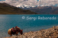 Un Iak pasturant als peus del Llac Yamdrok, també conegut com Yamdok Yumtso. Llac Yamdrok, en tibetà, es diu Yamdrok Yumtso, és un dels tres majors llacs més sagrats al Tibet, té més de 72 km (45 milles) de llarg, envoltat per moltes muntanyes nevades i és elimentado per nombrosos rierols. Al sud del llac, hi ha un corrent de sortida en el seu extrem occidental.