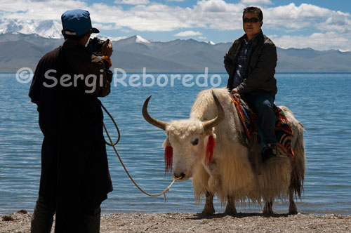 A Chinese tourist is photographed standing on a yak in the lake Nam Tso. Namtso is renowned as one of the most beautiful in the mountains Nyainqentanglha. Often incorrectly said to Namtso is the highest lake in Tibet (or even the world), or saline lake is the highest in the world, but there are many small lakes at altitudes over 5,500 m in the Himalayas and the Andes. Among the lakes with an area of over 50 km ², the highest lake of fresh water is Lake Sengli, at an altitude of 5386 m and an area of 78 km ², while the salt lake higher the lake Meiriqie, at an altitude of 5354 m and an area of 64 km ² (both found in Tibet). However, if that is the Namtso highest lake in the world with an area of over 500 km ².