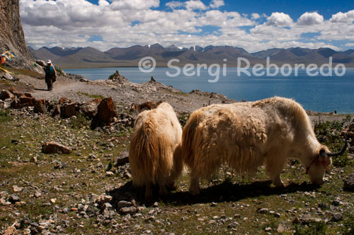 Yaks pastando a los pies del lago Nam Tso.  Al sureste del Lago Namtso, está el pico principal de las Montañas Danggula cubiertas de nieve perpetuas. Rodeado de pastizales, el lago se ve como un gran espejo, con el claro cielo azul sobre el lago de color azul oscuro, el blanco de la nieve,  el verde del  césped, las flores silvestres de varios colores, hace de todos esto un hermoso cuadro natural. El Lago Namtso es abundante en plantas para medicina china como el  hongo de la oruga china, fritillaria, y el loto de nieve y, así como varias especies de peces tales como los peces sierra fina y el pescado sin espina. El lago también es un hábitat de varios animales salvajes como el oso negro, toro salvaje, el asno salvaje, la oveja azul y marmotas, etc