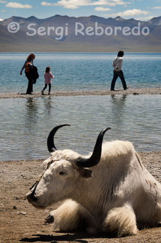 Un Iak als peus del llac Nam Tso. El Llac Nam o Namtso és un dels miralls d'aigua més bells del Tibet. Situat al districte de Damxung a Lhasa, aquesta situat a més de 4.700 metres d'altitud, està considerat entre els llacs més alts del mundo.Ocupa una superfície de prop de 2.000 km quadrats, envoltat de l'espectacular paisatge de muntanya de la Regió Autònoma del Tibet a la Xina. Al llac hi ha diverses illes i coves convertides en ermites que han estat durant segles el destí dels tibetans pelegrins. Iris Reboredo i Cristina Silvente