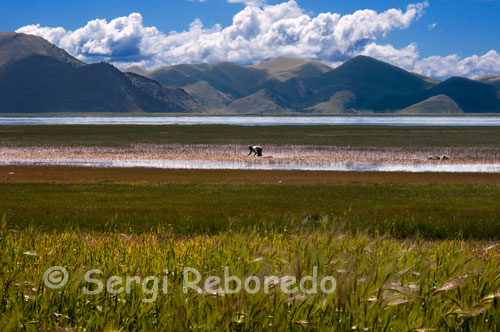 Camps de blat al Llac Yamdrok. Aquest llac és el més important de la Xina, i un dels tres majors llacs sagrats del Tibet. Té una superfície de 638 km ² i més de 72 km de llarg. El llac està envoltat de moltes muntanyes cobertes de neu i és alimentat per nombrosos rierols, encara que només té un emissari en el seu extrem occidental. Segons la mitologia local, el llac Yamdok Yumtso és la transformació d'una deessa.