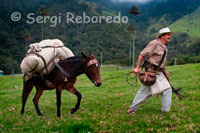 Vestido totalmente a lo Juan Baldez, esté hombre sigue promocionando el café colombiano en el Valle de cocora. Lo mejor de cócora A 11 Km del municipio de Salento, entre los 1800 y 2400 metros de altura, con un clima promedio de 15o, encontramos un paraje de ensueño llamado el Valle del Cocora, que significa Estrella de Agua. Hereda su nombre de la princesa Cocora, hija del cacique Acaime, se dice de este nombre que es la onomatopeya del canto de un ave de la región. El cerro tutelar de la región es el Cerro de Morrogacho, centro ecológico de diversos hábitats. Además en sus alrededores se han descubierto algunos cementerios indígenas. La fauna nativa más común del Valle es la Danta de Montaña, Puma, Oso de Anteojos, Cóndor, Perezoso, Tucán Celeste, Tigre, Colibrí, etc.  Un visitante del Valle puede visitar reservas como Herencia Verde, Bosque de Niebla, La Montaña, Acaime, etc. que corresponden al llamado bosque alto andino que es cuna del Árbol Nacional de Colombia: la palma de cera, declarado así por la Ley 61 de 1985. Es la palma más alta del mundo y la que crece a mayor altitud. Otras especies de la flora del Valle del Cocora son: el Pino Romerón, el Siete Cueros, Encenillo, Árnica, La Puya, el Frailejón, etc.En el año 2001 el Restaurante Bosques de Cócora fue galardonado y reconocido en el departamento del Quindío como el establecimiento que más platos de trucha vende en el país y como uno de los destinos turísticos más visitados en el Quindío. En el establecimiento se venden diferentes tipos de platos, pero la especialidad es la trucha en sus diferentes preparaciones, también se ofrecen platos a la parrilla. El café es la tercera bebida más consumida del mundo después del agua y el té. Los cafetos son arbustos reconocibles por sus hojas simples, opuestas y con estípulas frecuentemente bien desarrolladas. Sus flores son pequeñas, tubulosas y blancas. El fruto es una drupa con dos nueces y con pulpa azucarada. Coffea 