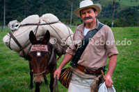 El arriero Marco Fidel Torres Con su mula y el típico letrero "Adiós Faltona" en el Parque Natural Valle de Cocora. Desde el municipio de Salento se puede observar El imponente Valle de Cocora, uno de los paisaje mas bellos del Quindío, que se encuentra enclavado entre las montañas de la Cordillera Central. Una carretera permie recorrerlo hasta determinado punto donde se encuentran restaurantes que ofrecen exquisitas truchas pescadas en la zona. Este Valle es cruzado por el río Quindío y sirve como escenario para la practica de baños naturales. Predomina en los alrededores la majestuosa Palma de Cera del Quindío, árbol nacional de Colombia que crece hasta 60 metros. El Valle de Cocora es la entrada al Parque Nacional Natural de los Nevados.